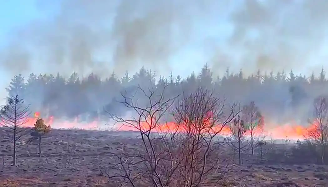 Wildfires