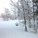 Погода з 30 грудня по 6 січня в Луганській області із завидною стабільністю повертається до зовсім не зимових показників