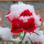 Погода в Івано-Франківську та області з 29 листопада по 6 грудня буде однією з небагатьох, яка подарувати жителям сніг
