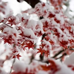 Погода в Донецьку і Донецькій області з 13 по 20 грудня готується до поступового оновленню снігопадів