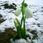 Погода в Житомирі та Житомирській області з 08 по 15 лютого нагадає про скоре наближення весни