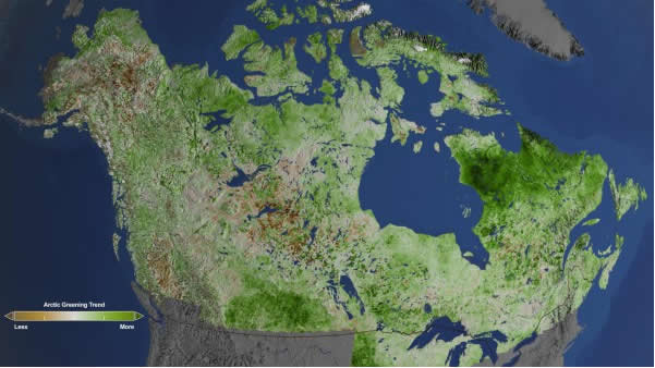 Арктическая зона начала "зеленеть"