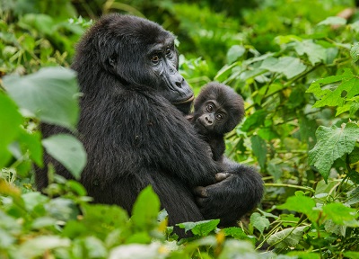 Горным гориллам угрожает коронавирус