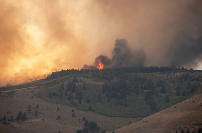 ликвидация лесных пожаров