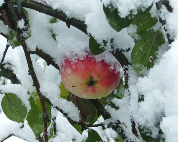 фруктовые деревья мороз