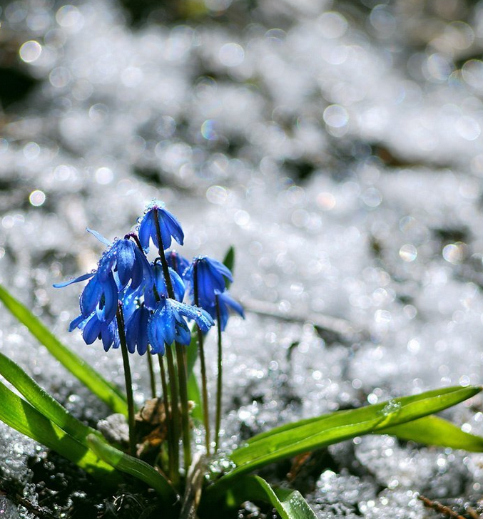 Синенькие цветочки весной. Подснежник пролеска. Пролеска Сибирская (Сцилла). Пролеска Лесная. Голубые подснежники пролески.