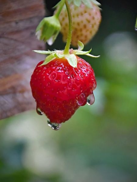 cropped-strawberry.jpg