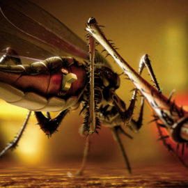 10 домашних средств, эффективных против комаров