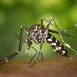 10 домашніх засобів проти комарів