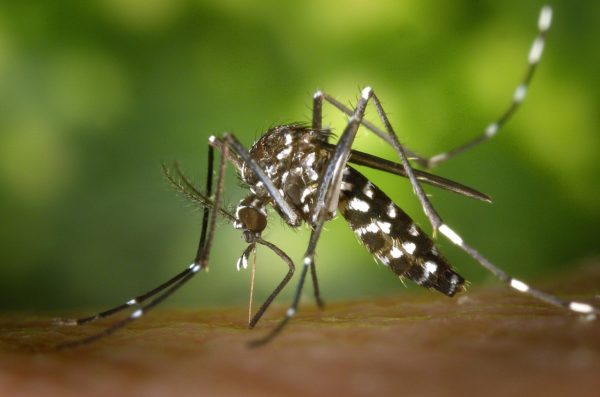 Может ли коронавирус передаваться от комаров