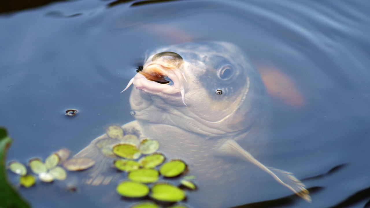 Сазан фото и описание | Рыбалка в пресной воде