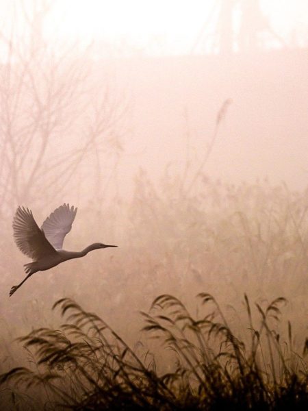 cropped-egret-5937499_1280.jpg