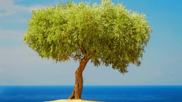 средиземноморский климат дерево