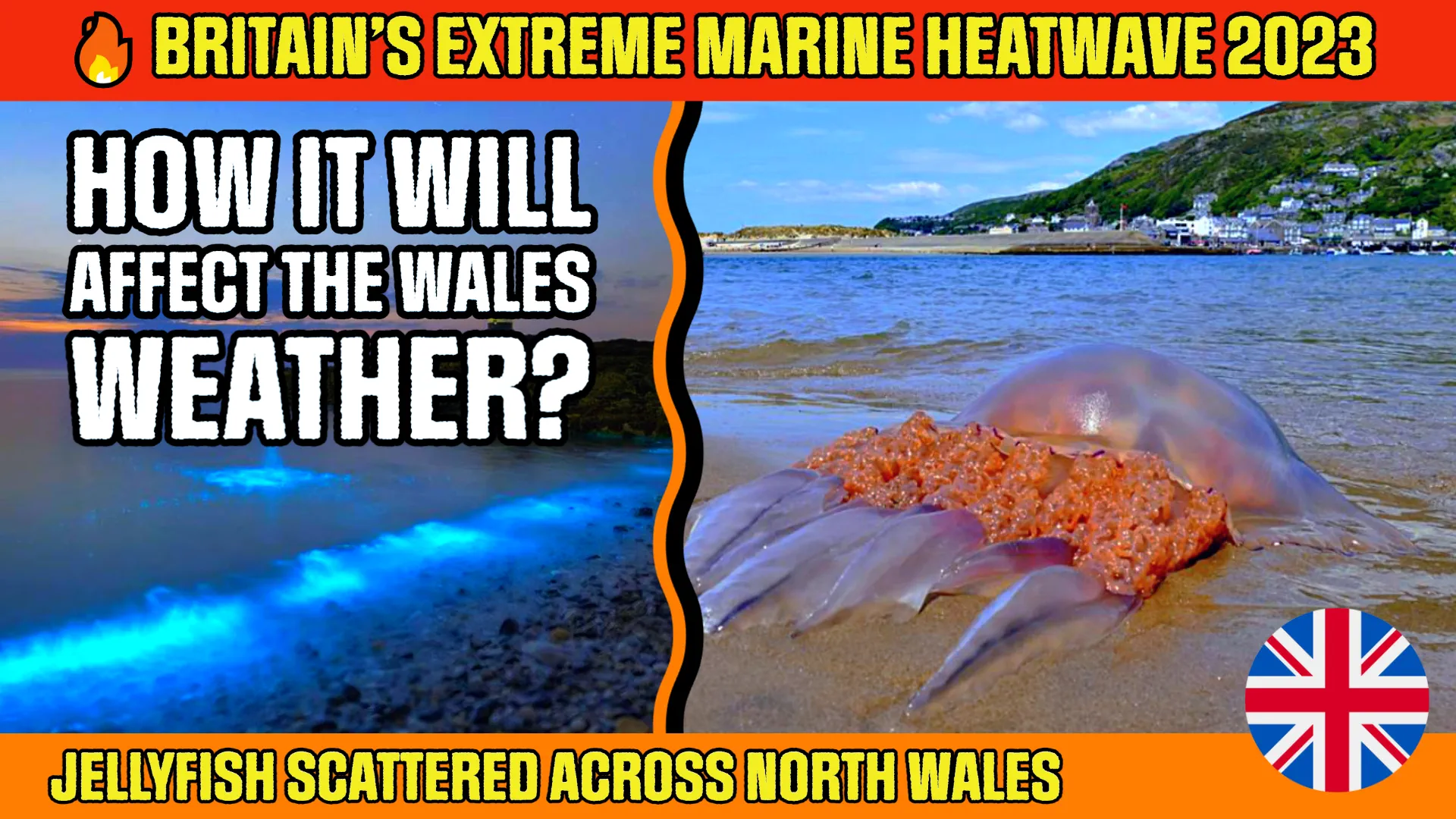jellyfish scattered across North Wales