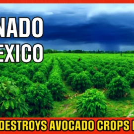 Tornado destroys avocado crops in Mexico