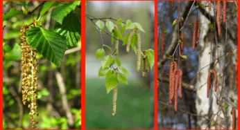Аллергия в начале весны 2024 : Раноцветущие деревья, береза, ольха и орешник.