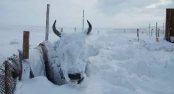 Монголия замерзает, ледяной дзуд у скота, черезвычайная ситуация.