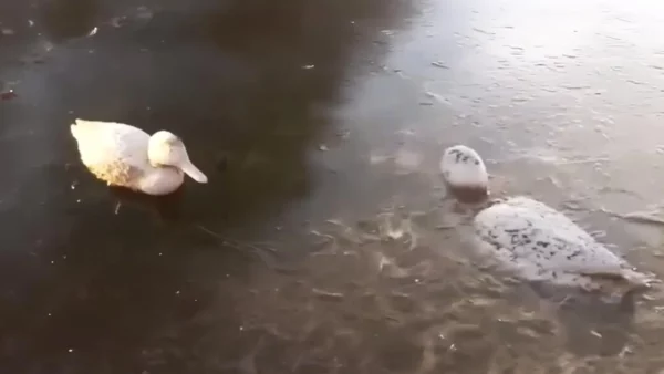 Ducks have frozen