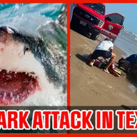 Shark attacks in Texas : Wildlife experts issue warning