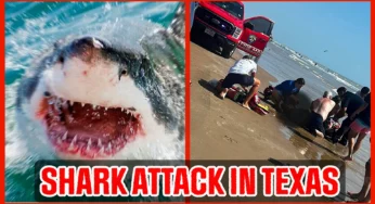 Shark attacks in Texas : Wildlife experts issue warning