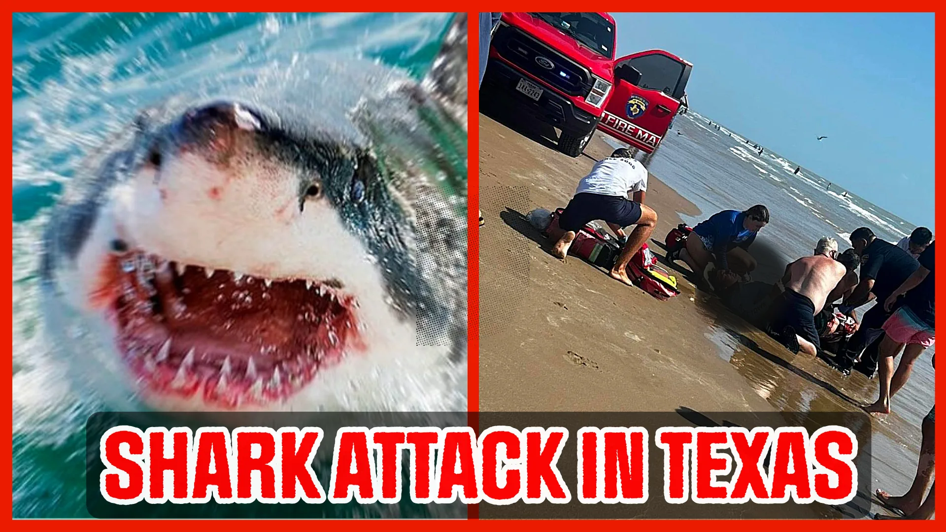 shark attack