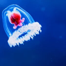 Turritopsis dohrnii