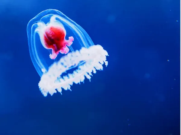 Turritopsis dohrnii